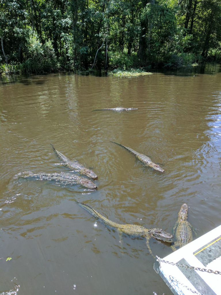 swamp tour mississippi